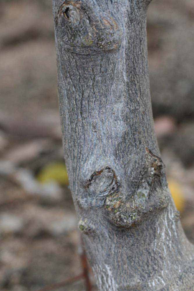              Bark (Riverside, CA)       